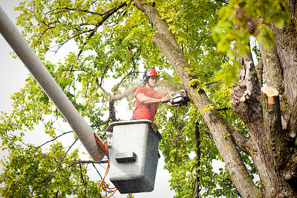 Best Tree Maintenance Programs  in Refugio, TX